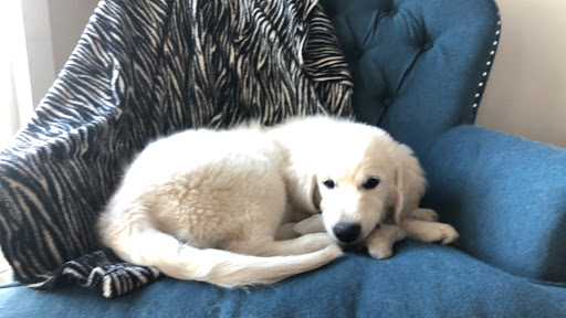 Pet Supply Store «Kahoots Pet Store», reviews and photos, 334 W El Norte Pkwy, Escondido, CA 92026, USA