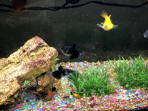 Pet Supply Store «Petco Animal Supplies», reviews and photos, 4030 N MacArthur Blvd #200, Irving, TX 75038, USA