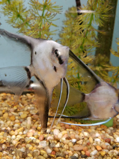 Tropical Fish Store «Pet Friendly Inc», reviews and photos, 845 Manitou Rd, Hilton, NY 14468, USA