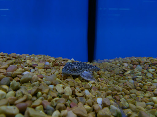 Pet Supply Store «Petco Animal Supplies», reviews and photos, 4600 Casey Blvd #100, Williamsburg, VA 23188, USA