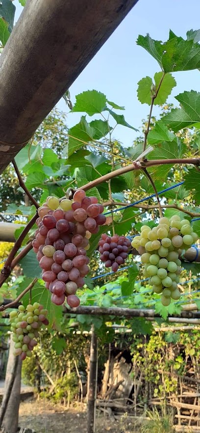Kebun anggur mini Binjai
