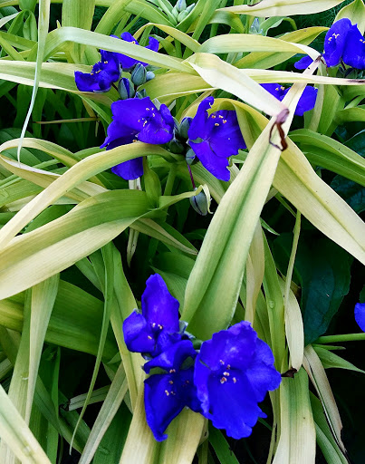 Art Museum «Springfield Art Museum», reviews and photos, 1111 E Brookside Dr, Springfield, MO 65807, USA