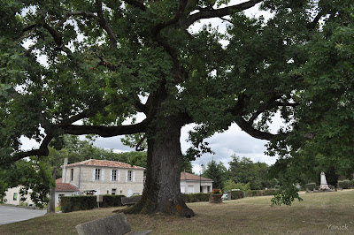 Chêne Remarquable de Saint-Bris-des-Bois à Saint-Bris-des-Bois