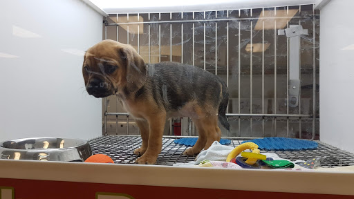 Pet Store «Petland Topeka», reviews and photos, 1801 SW Wanamaker Rd, Topeka, KS 66614, USA