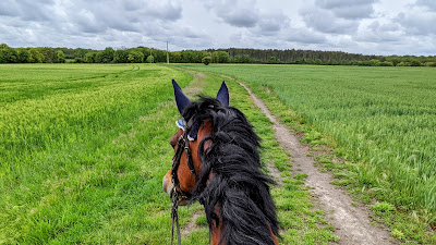 CENTRE EQUESTRE PONEY CLUB DE GOUMAT à Chaingy
