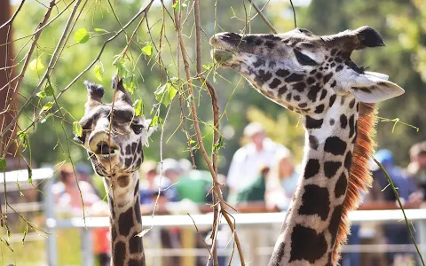 Seneca Park Zoo image