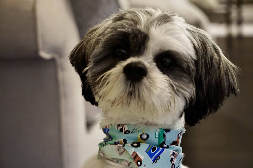 Pet Groomer «Splash and Dash Groomerie & Boutique», reviews and photos, 224 Peachtree East Shopping Center, Peachtree City, GA 30269, USA