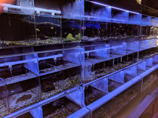 Tropical Fish Store «Atlantis Fish Shoppe», reviews and photos, 610 W 14 Mile Rd, Clawson, MI 48017, USA