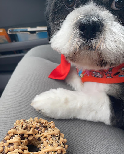 Pet Groomer «Woof Gang Bakery & Grooming Lake Nona - Retail, Grooming», reviews and photos, 10743 Narcoossee Rd, Orlando, FL 32832, USA