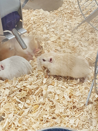 Pet Supply Store «Pet Supermarket», reviews and photos, 800 Sebring Square.., Sebring, FL 33870, USA