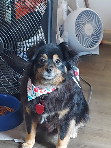 Pet Groomer «U Dirty Dog», reviews and photos, 232 Stevens Entry, Peachtree City, GA 30269, USA