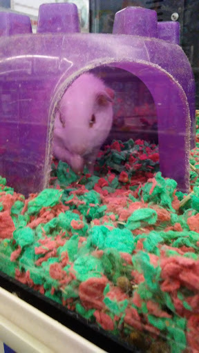 Variety Store «Five Below», reviews and photos, 846 Pelham Pkwy, Pelham, NY 10803, USA