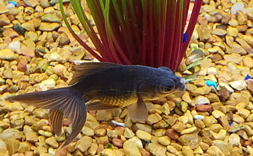 Pet Supply Store «Petco Animal Supplies», reviews and photos, 300 Quaker Ln #3, Warwick, RI 02886, USA