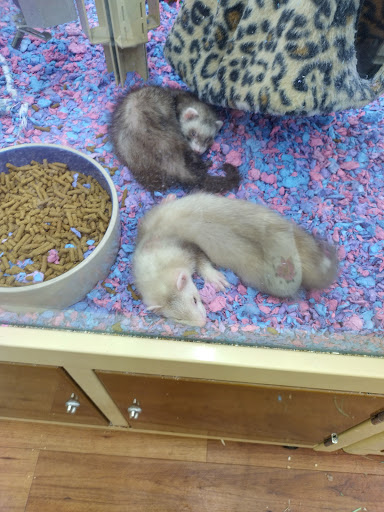 Pet Supply Store «Pet Supermarket», reviews and photos, 5325 US-19, New Port Richey, FL 34652, USA