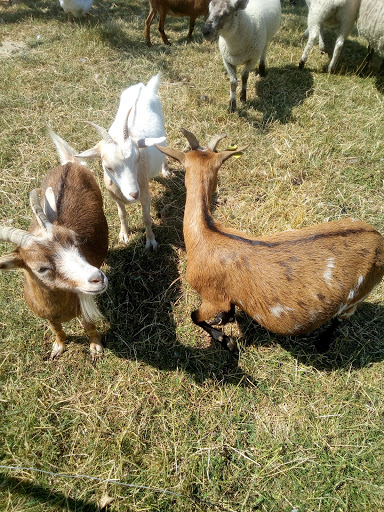 La Ferme des Quatre Vents