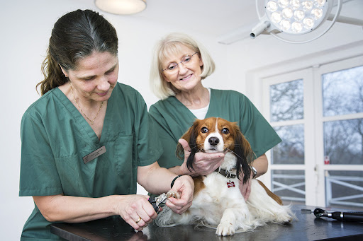 Hudklinik for hund og kat in Birkerød, Rudersdal