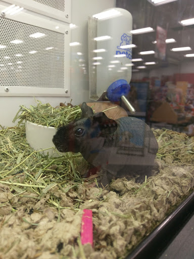 Pet Supply Store «Petco Animal Supplies», reviews and photos, 1815 Newport Blvd b, Costa Mesa, CA 92627, USA