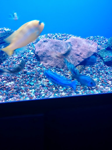 Tropical Fish Store «Tropi-Quatics Pet Center», reviews and photos, 337 S Main St, Lombard, IL 60148, USA