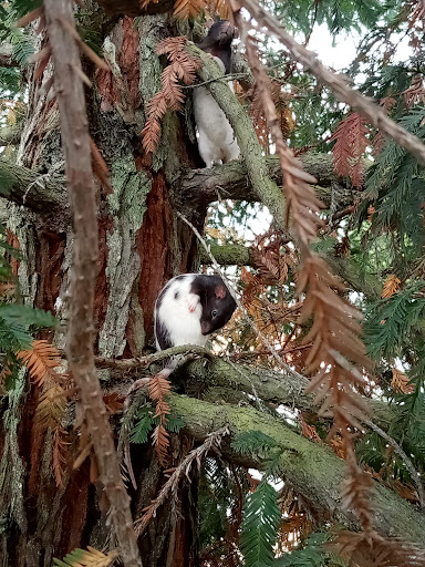 Pet Supply Store «The Animal Connection», reviews and photos, 2550 2550 Judah St & 31st Ave, San Francisco, CA 94122, USA