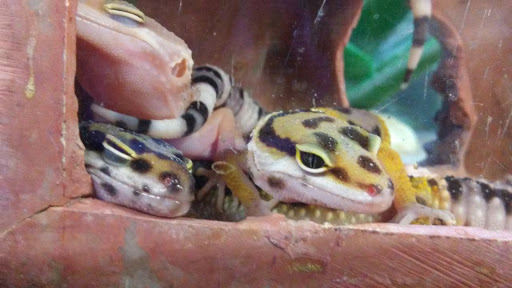 Pet Supply Store «Petco Animal Supplies», reviews and photos, 545 W Prien Lake Rd, Lake Charles, LA 70601, USA