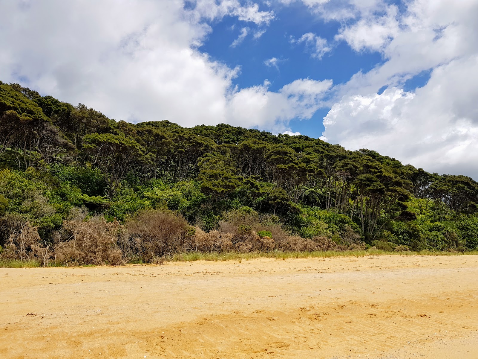 Totaranui Beach的照片 带有长直海岸