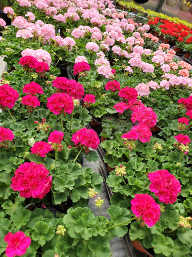 Florist «Parkview Gardens Florist & Greenhouse», reviews and photos, 1925 W Randolph St, St Charles, MO 63301, USA