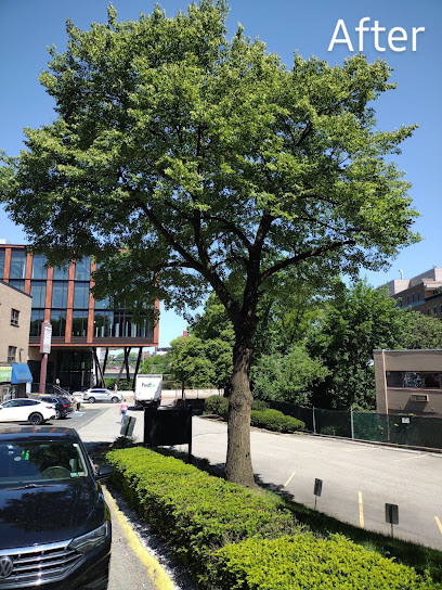 Top Notch Tree Removal & Trim, LLC