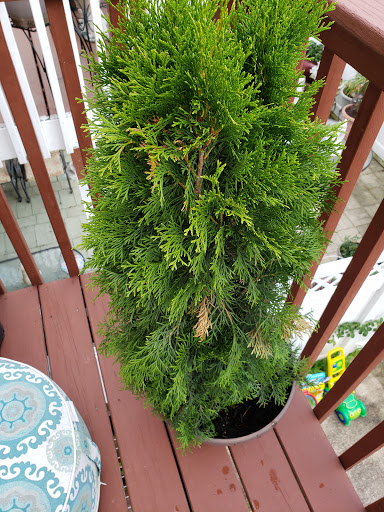 Drug Store «Walgreens», reviews and photos, 10320 Main Street, Fairfax, VA 22030, USA