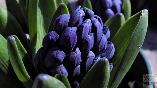 Florist «The Growth Co.», reviews and photos, 167 Hazard Ave, Enfield, CT 06082, USA