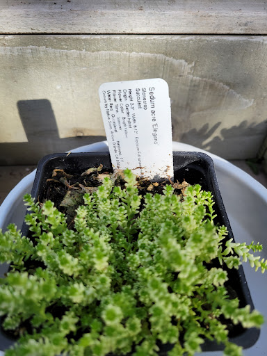 Florist «Cambria Nursery & Florist», reviews and photos, 2801 Eton Rd, Cambria, CA 93428, USA