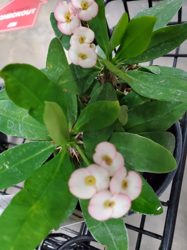 Hardware Store «Proctor Ace Hardware», reviews and photos, 5723 University Blvd W, Jacksonville, FL 32216, USA