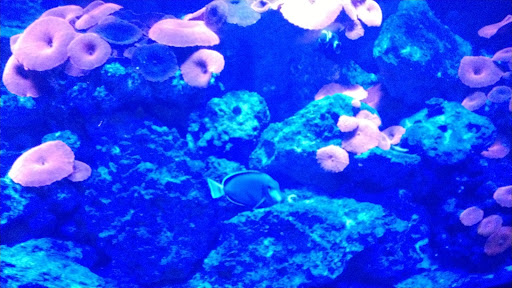 Tropical Fish Store «Wet Pets», reviews and photos, 520 Hartford Turnpike # X, Vernon, CT 06066, USA