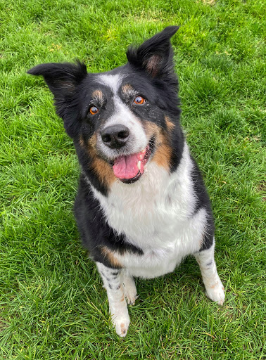 Pet Supply Store «PetSmart», reviews and photos, 2435 Prairie Center Pkwy, Brighton, CO 80601, USA