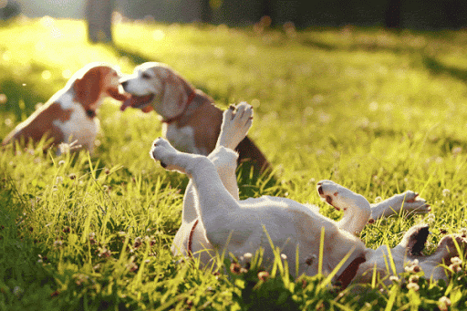 Dog Park «MacArthur Dog Park», reviews and photos, 601 E 9th St, Little Rock, AR 72202, USA