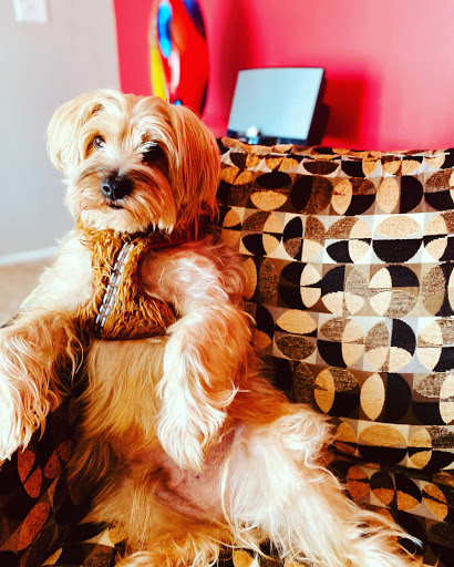 Pet Supply Store «Petco Animal Supplies», reviews and photos, 4820 South Baldwin Road #3B, Orion Township, MI 48359, USA