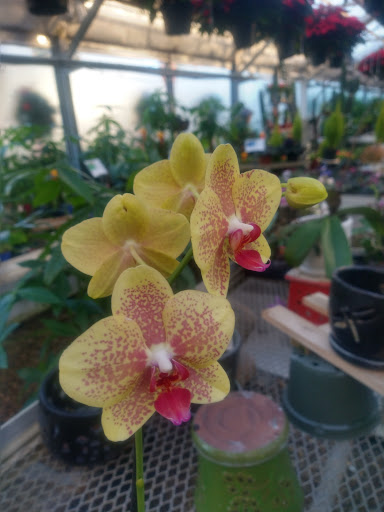 Florist «Nunan Florist & Greenhouses», reviews and photos, 269 Central St, Georgetown, MA 01833, USA