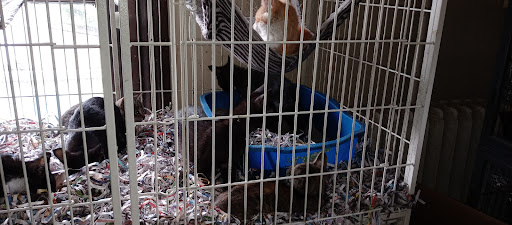 Pet Store «Animal House», reviews and photos, 7869 Hamilton Ave, Cincinnati, OH 45231, USA