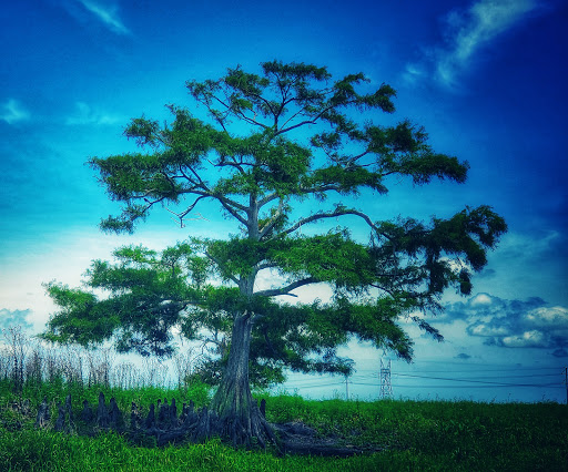 Seafood Restaurant «Lone Cabbage Fish Camp», reviews and photos, 8199 W King St, Cocoa, FL 32926, USA