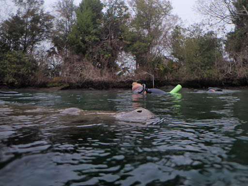 Tourist Attraction «Fun 2 Dive - Swim with Manatees», reviews and photos, 135 NE 3rd St, Crystal River, FL 34429, USA