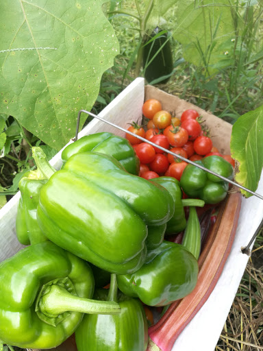 Sam Yanni Community Garden image 3