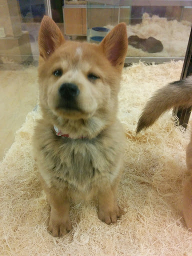 Pet Store «Perfect Pets», reviews and photos, 6840 S University Blvd #410, Centennial, CO 80122, USA