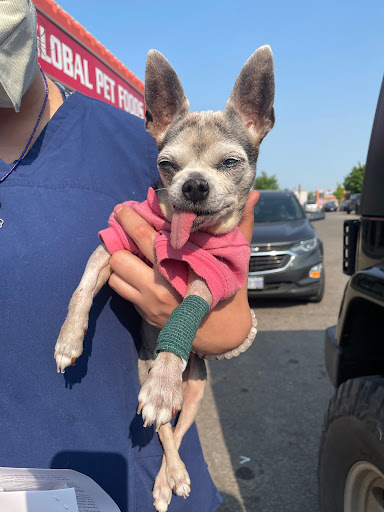 East Village Animal Hospital image