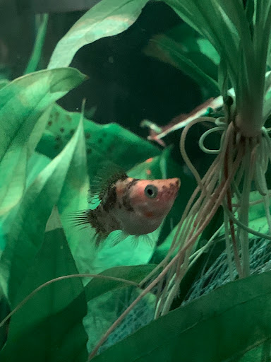 Pet Supply Store «Petco Animal Supplies», reviews and photos, 41 Narrows Shopping Center, Edwardsville, PA 18704, USA