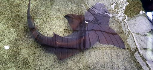 Aquarium «St. Augustine Aquarium», reviews and photos, 2045 FL-16, St Augustine, FL 32084, USA