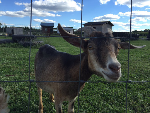 Christmas Tree Farm «Piney Acres», reviews and photos, 1115 E 1000 N, Fortville, IN 46040, USA