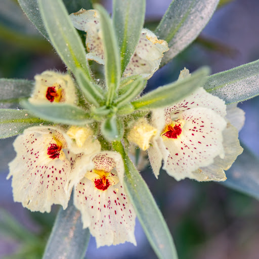 Wedding Venue «Desert Adventures Metate Ranch», reviews and photos, 38635 Monroe St, Indio, CA 92203, USA
