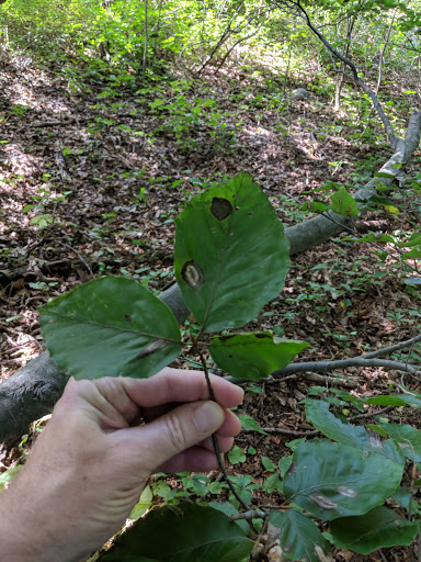 Vineyard «Diamond Hill Vineyards», reviews and photos, 3145 Diamond Hill Rd, Cumberland, RI 02864, USA