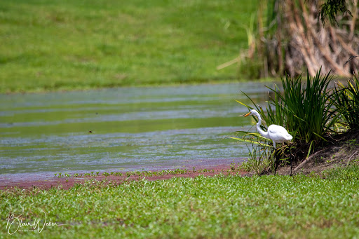 Golf Club «The Island Golf Club and Restaurant», reviews and photos, 23550 Myrtle Grove Rd, Plaquemine, LA 70764, USA