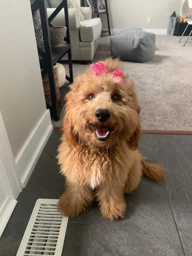 Pet Supply Store «PetPeople», reviews and photos, 3330 Washtenaw Ave, Ann Arbor, MI 48104, USA