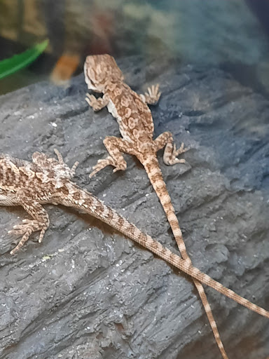 Pet Supply Store «Petco Animal Supplies», reviews and photos, 1574 N Dupont Hwy #300, Dover, DE 19901, USA